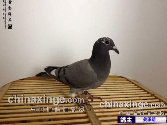 �󵨳��ԣ�����С�������Ϻ�(ͼ)