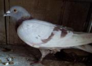 ���û�� 700��������ǿ�鳲(ͼ)