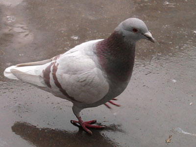 �������������ֵ��ǧ��(��)