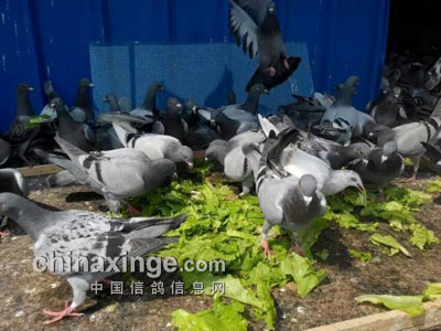 ���׸�ιʳ���(ͼ)