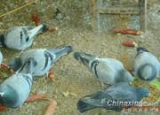 �Ǿ������������� ����ʳ����