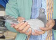 ���������׸����������ʧ��λ(ͼ)