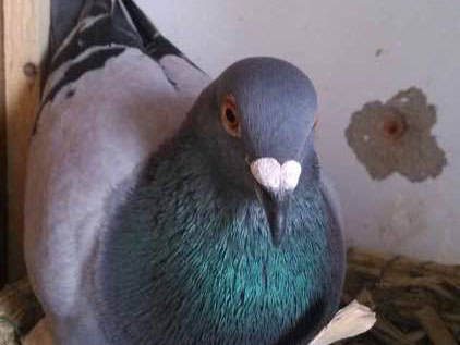 �ϱǸ�700����鳲 ����(ͼ)