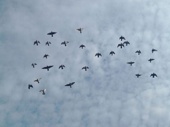 15���׸�ҷɳ�1Сʱ(ͼ)