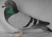 �����ң�ֱ�Ͻ���ǧ���� ���ٴ��漣(ͼ)