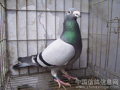 ��Ѹ��ӵ��ֵܻ��ǵ�������