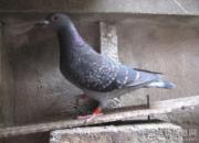 ��սǧ���� ����Ѫͳ���ͷ��