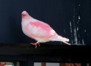 Ӣ����ɫ�룺��Ϻ�׳Գ����ģ�(ͼ)