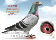 �ϳ�����һ����˫���������ھ�(ͼ)