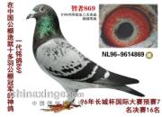 һ��869�������������(ͼ)