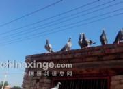 �ҷ��׸��޹�ʧ�� ����ƣ������(ͼ)