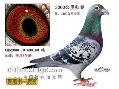 自谦称老国血 碍着谁了？