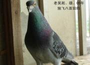 ǧ�������� ���������ض��ٹ�(ͼ)