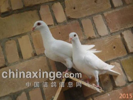 �����ؼ�̽����(ͼ)