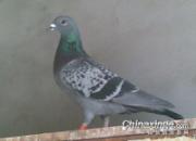 ����ǧ�����Ǿ�ϵ����Ѫ����