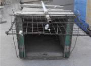 �������ܴ���è ����ë�Ե�(ͼ)