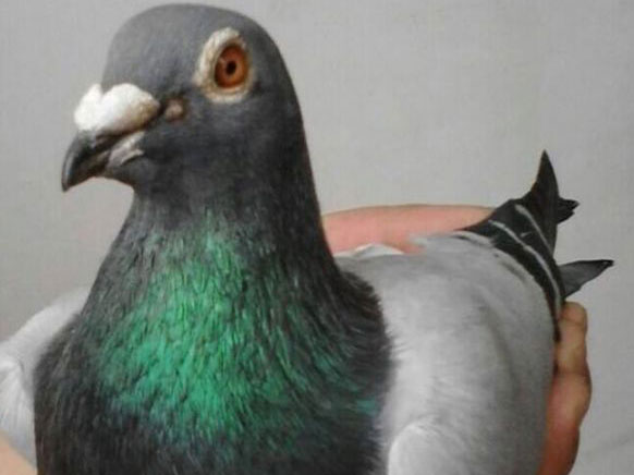 ������ֱ�ϱ���ǧ���� ����鳲(ͼ)