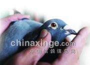 �ൺ���ѹ��£���ơ��ȥ�Ϻ����(ͼ)