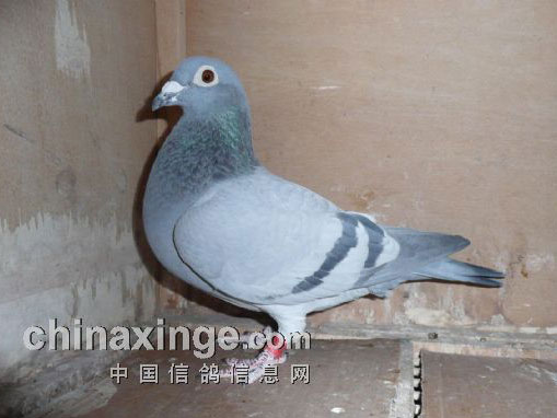 ��һ���������������޵ĸ���(ͼ)