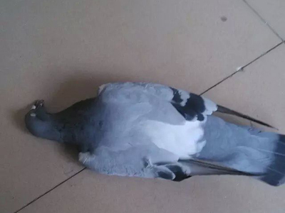 ���ˣ�Ϊ���˸���С���������(ͼ)