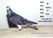 ��Ѫ���۵�����Զ��ǧ����(ͼ)