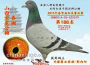 ɹ�񴺹������ʵ���СӮ����(ͼ)