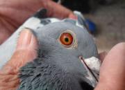 ʦͽ�ۼ��룺�ȶ������