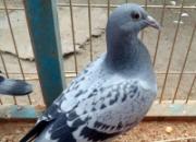 �ո��� �ϰ�������񷢽�(ͼ)