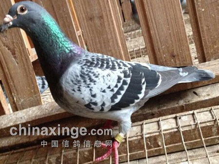 12���ϴ���ֱ��ǧ����鳲(ͼ)