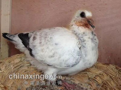 ���͹���Ϊʲô��ô����