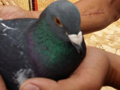 ����ǧ��������Ե�α��ܲ��ɣ�