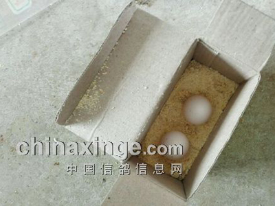 �ĸ뵰 ϣ������β��Ӹ���(ͼ)