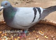 �ٹ�9�조�����˳�Զ��ϣ��(ͼ)