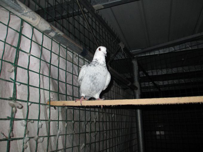 ɹ�׸룺�����ָ���ѵĻ���(ͼ)