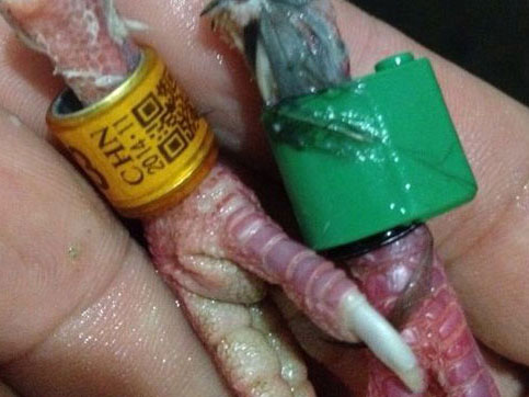 �״��رȻ� ����ɱ��ȡ��