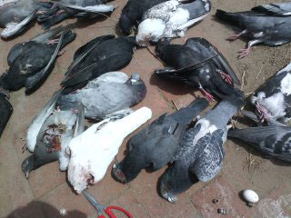 ���Ǽ�����һ���ѱ�����(ͼ)