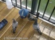 �������ͣ���̨�׸뿪���岽��