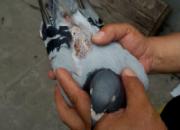 �ȶϱ����� ǧ���＾����ǿ�鳲(ͼ)