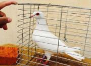 ����Ʒ�����۾�Ư���ġ��������(ͼ)