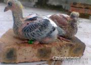 ������û���� �޷����������