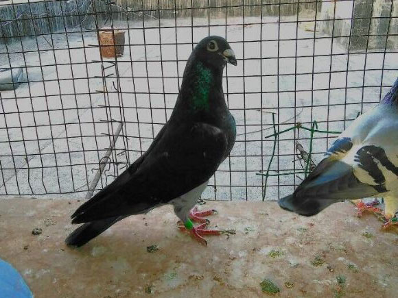 ��ͳ�ع飺�߰ٳٹ�����ǧ����(ͼ)