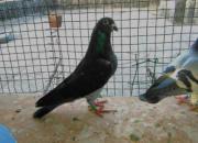 ��ͳ�ع飺�߰ٳٹ�����ǧ����(ͼ)