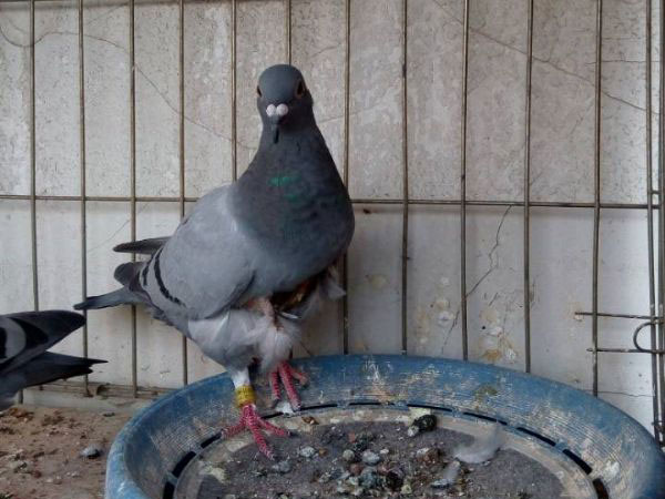 ���˹�����һ�� ���ƴ�����ʿ��