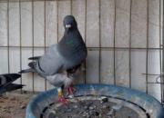 ���˹�����һ�� ���ƴ�����ʿ��