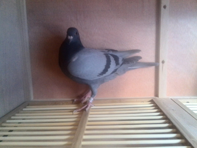 ɹ�׸룺����������������(ͼ)