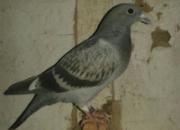 ��������õġ���Ƣ�����׸�(ͼ)