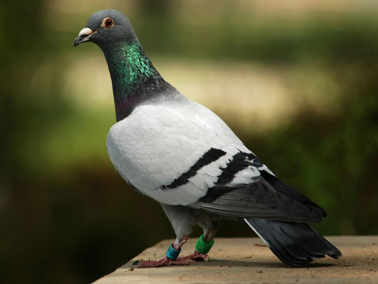 �ò��˹ھ� ��Զ�˳����