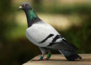 �ò��˹ھ� ��Զ�˳����