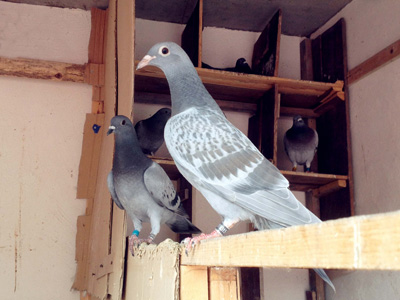 ��ɫ�봳���� �丸���Բ��г�(ͼ)