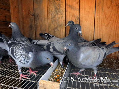 �׸�21���Ҫ������ʳ